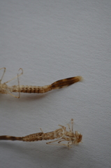 Lestidae