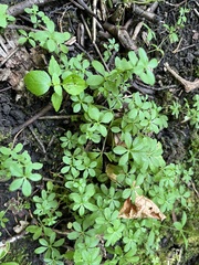 Galium triflorum