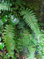 Polystichum setiferum