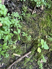 Galium triflorum