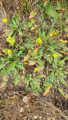 Taraxacum serotinum