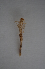Lestidae