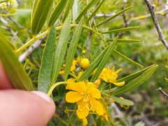 Senna cumingii cumingii