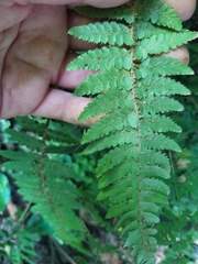 Polystichum setiferum