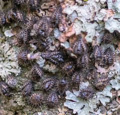 Chilocorus renipustulatus