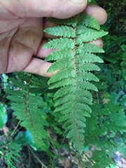 Polystichum setiferum
