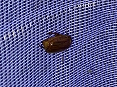 Amphimallon solstitiale