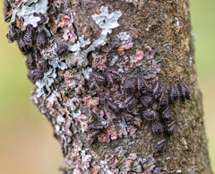 Chilocorus renipustulatus