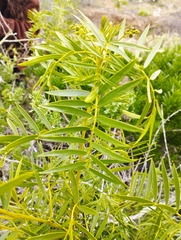 Senna cumingii cumingii