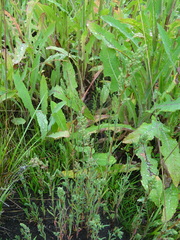 Suaeda