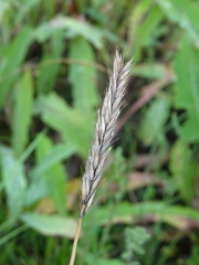 Hordeum brevisubulatum
