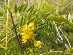 Senna cumingii cumingii
