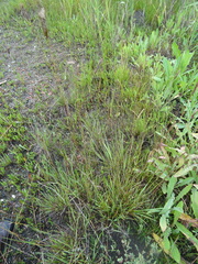 Hordeum brevisubulatum