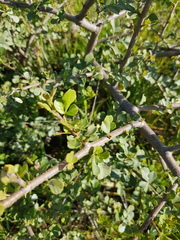 Searsia glauca