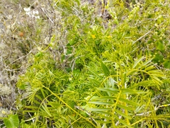 Senna cumingii cumingii