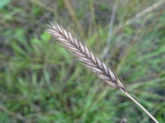 Hordeum brevisubulatum