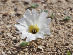 Nolana baccata