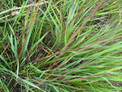 Hordeum brevisubulatum