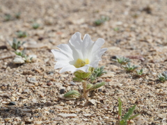 Nolana baccata