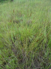 Hordeum brevisubulatum