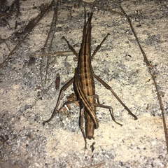 Anisomorpha buprestoides