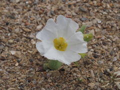 Nolana baccata