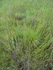 Hordeum brevisubulatum