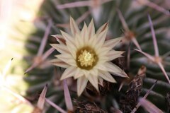 Echinofossulocactus phyllacanthus