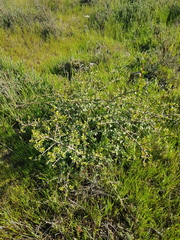 Searsia glauca