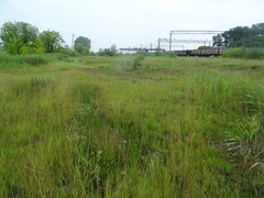 Hordeum brevisubulatum