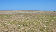 Nolana baccata
