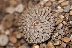 Pelecyphora aselliformis