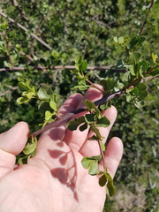 Searsia glauca