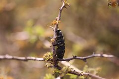 Lampetis dilaticollis