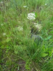 Cenolophium denudatum