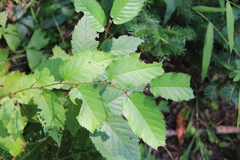 Betula alleghaniensis