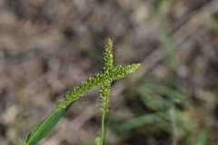 Setaria verticillata