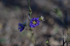 Delphinium peregrinum