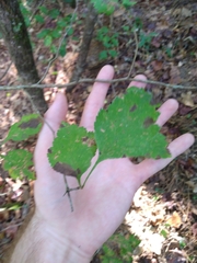 Crataegus pulcherrima