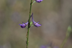Delphinium peregrinum
