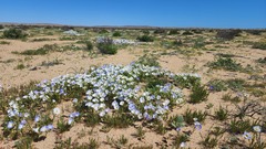 Nolana baccata
