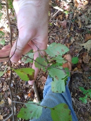 Crataegus pulcherrima