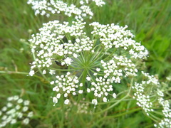 Cenolophium denudatum
