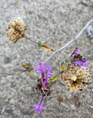 Monardella sinuata