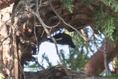 Dryobates albolarvatus