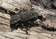 Phloeodes diabolicus