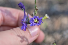 Delphinium peregrinum
