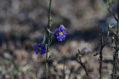 Delphinium peregrinum