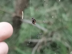 Cyclosa