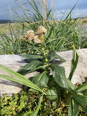 Senecio pseudoarnica